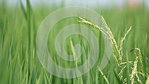 Paddy field at Tanjung Karang Selangor