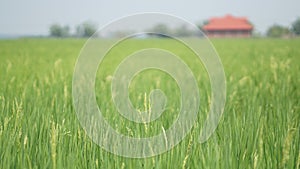 Paddy field at Tanjung Karang Selangor