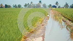 Paddy field at Tanjung Karang Selangor