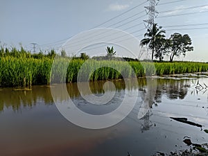 Paddy Field at Teluk Intan Malaysia photo