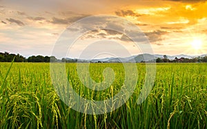 Paddy field photo