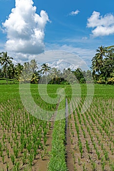 Paddy field in Ubud Bali