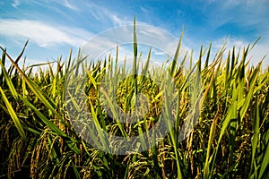 Paddy field under blue sky