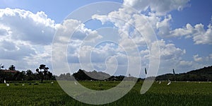 Paddy field under the hillside blue sky white cloud