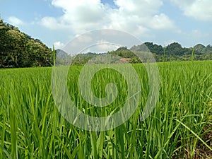 Paddy Field View So Overwhelming