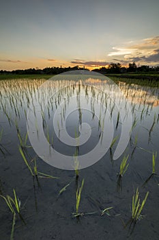 Paddy Field in Yogyakarta