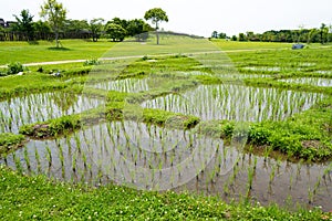 Paddy field at Yoshinogari Historical Park in Yoshinogari, Saga, Japan