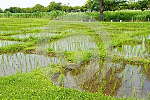 Paddy field at Yoshinogari Historical Park in Yoshinogari, Saga, Japan