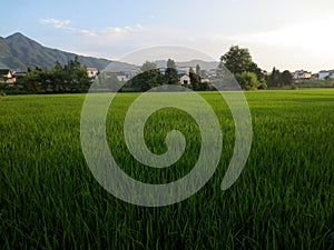 Paddy fields