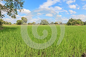 Paddy fields