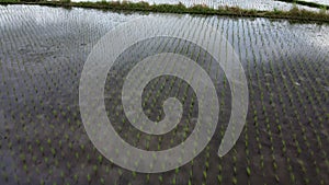 Paddy fields, aerial shot on Bali, agriculture