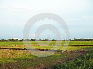 Paddy fields on the background are empty sky growing. In which the nearby area There is an industrial factory located but does not