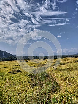 Paddy Fields With Blue Sky