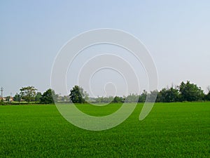 Paddy fields in Certosa di Pavia, province of Pavia