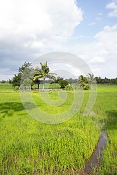 Paddy fields, coconut trees, a gazebo for shelter, and the rain clouds are forming, natural, agriculture.