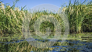 Paddy fields full of mature Rice mature plants, Spain