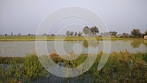 Paddy fields in gujarat during winters