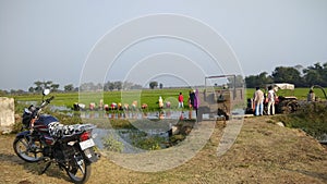 Paddy fields in gujarat during winters