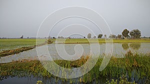 Paddy fields in gujarat during winters