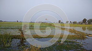 Paddy fields in gujarat during winters