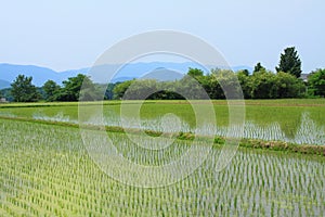 Paddy fields in Gyeongju, South Korea photo