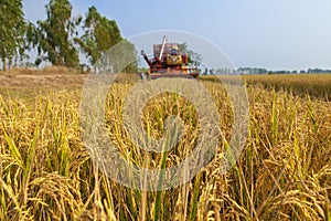 Paddy fields and Harvesting machine in countryside.