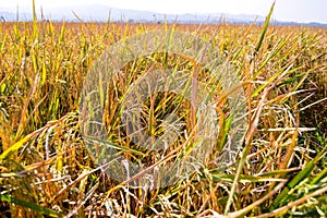 Paddy fields on harvesting time