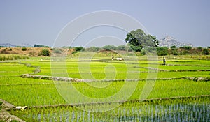 Paddy fields in India