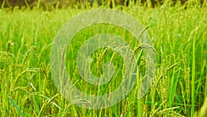 Paddy Fields from Kalaw