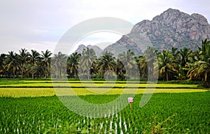 Paddy fields in Kerala, India