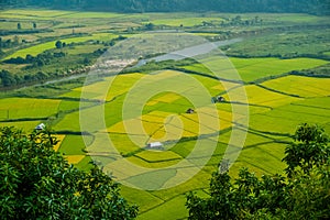 Paddy fields in khasi and jaintia Hills of Meghalaya