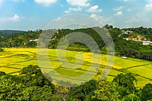 Paddy fields in khasi and jaintia Hills of Meghalaya