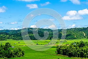 Paddy fields in khasi and jaintia Hills of Meghalaya