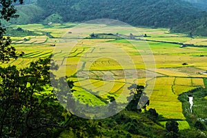 Paddy fields in khasi and jaintia Hills of Meghalaya