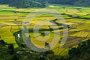 Paddy fields in khasi and jaintia Hills of Meghalaya