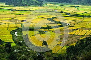 Paddy fields in khasi and jaintia Hills of Meghalaya