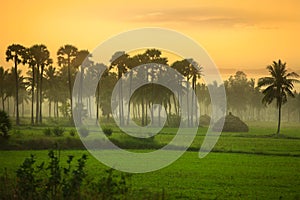 Paddy fields landscape in Andhra pradesh photo