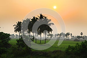 Paddy fields landscape in Andhra pradesh photo