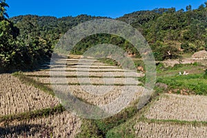 Paddy fields near Kalaw town, Myanm