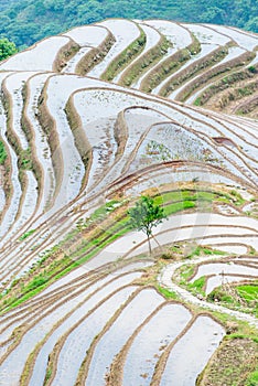 Paddy fields no.1