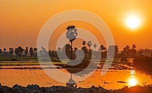 Paddy fields and palm trees under sun set in Andhra Pradesh India
