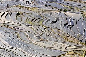 Paddy fields, Rice terraces. In Yunnan province