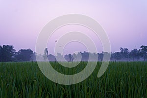 Paddy fields are seen at dusk in the landscape of the indian Sundarbans, the largest mangroves forest in the world. Pristine rural