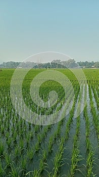 paddy fields in southern Indonesia, East Java photo