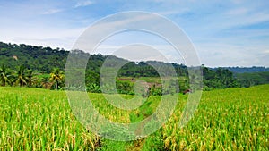 Paddy fields that start yellowing rice, soon ready in the harvest