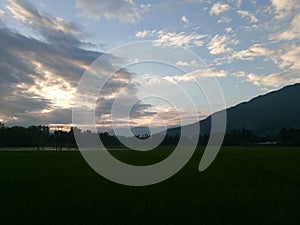 Paddy fields-Twilight