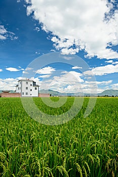 Paddy Fields under the sky