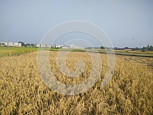 Paddy fields of villages summer