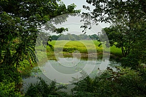 Paddy fields and water channels and lakes are seen in the landscape of the indian Sundarbans, the largest mangroves forest in the