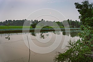 Paddy fields and water channels and lakes are seen in the landscape of the indian Sundarbans, the largest mangroves forest in the